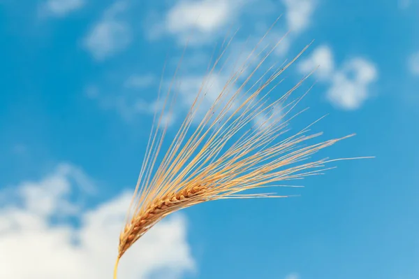 Field Golden Color Ripe Wheat Blue Sky Clouds Field Southern — Stock Photo, Image
