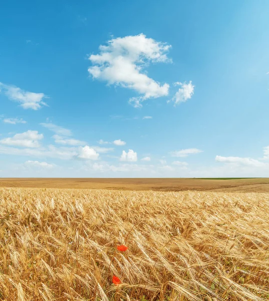Agricultura Campo Cor Dourada Céu Azul Com Nuvens Paisagem Agrícola — Fotografia de Stock
