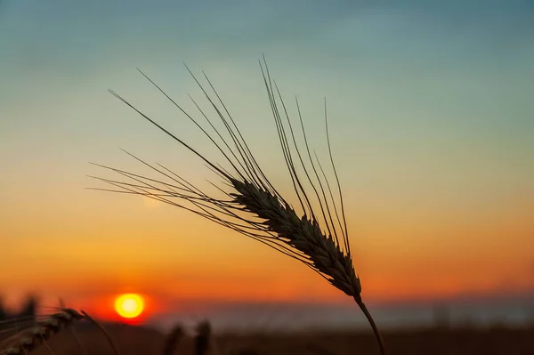 Golden Harvest Blue Cloudy Sky Sunset Soft Focus Ukrainian Agriculture — Stockfoto