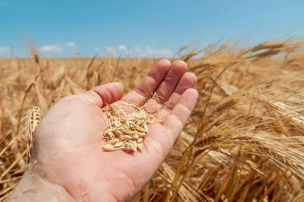 Mão Agricultor Segurando Colheita Sobre Campo Cor Dourada Sul Ucrânia — Fotografia de Stock