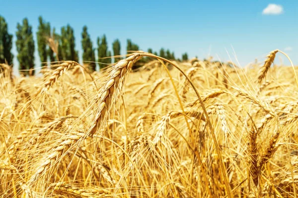 Field Golden Color Ripe Wheat Green Trees Horizon Field Southern — Stock Photo, Image