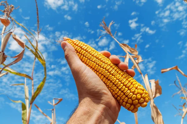 Golden Corn Hand Blue Sky Ukrainian Agricultural Landscape — Stock Photo, Image