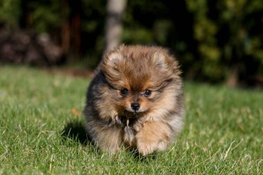 Yaz güneşli açık hava bahçesinde şirin küçük Pomeranya köpek yavrusu portresi