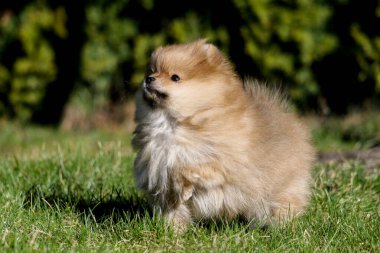 Yaz güneşli açık hava bahçesinde şirin küçük Pomeranya köpek yavrusu portresi