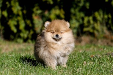 Yaz güneşli açık hava bahçesinde şirin küçük Pomeranya köpek yavrusu portresi