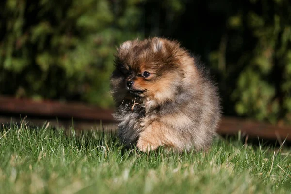 Bonito Pequeno Pomeranian Spitz Retrato Cachorro Verão Ensolarado Jardim Livre — Fotografia de Stock