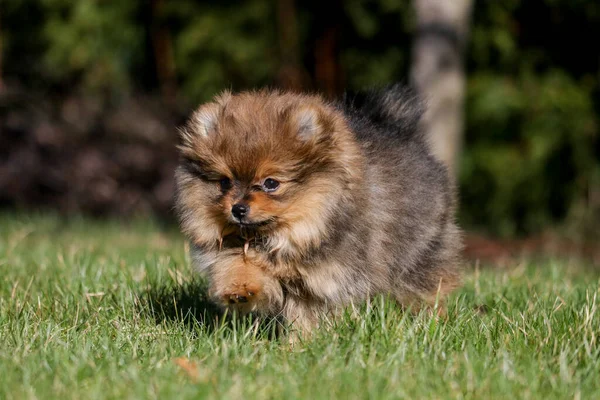 Roztomilý Malý Pomeranian Spitz Štěně Portrét Létě Slunné Venkovní Zahrada — Stock fotografie
