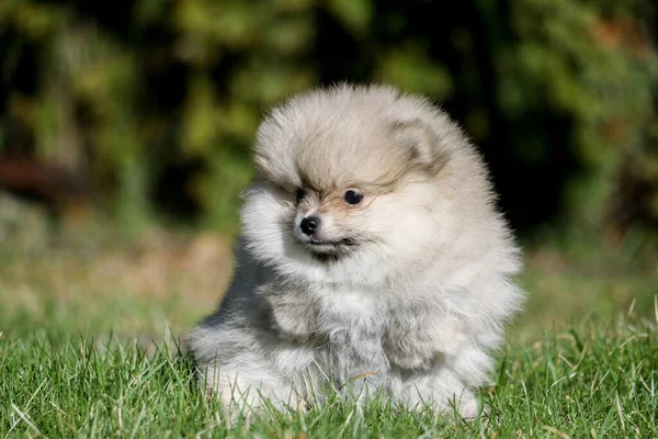 Bonito Cachorro Branco Pomeranian Spitz Dia Verão Campo Grama — Fotografia de Stock