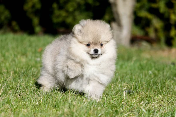 Leuke Witte Pomeranian Spitz Puppy Zomer Dag Grasveld — Stockfoto