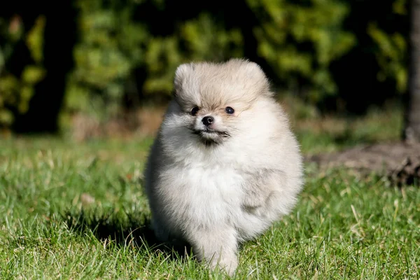 Bonito Cachorro Branco Pomeranian Spitz Dia Verão Campo Grama — Fotografia de Stock