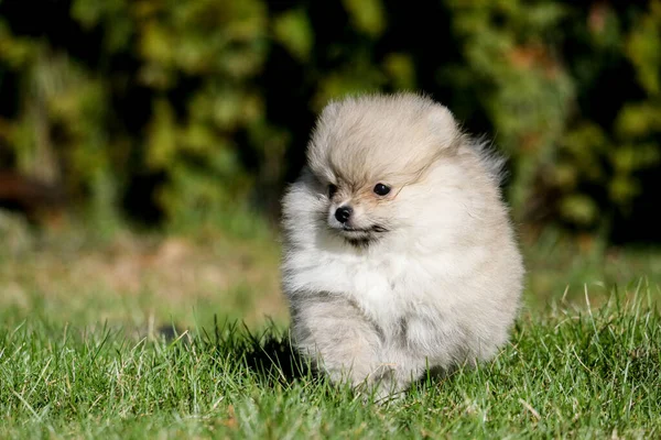 夏天的时候 在草坪上 可爱的波美拉尼亚小猎犬 — 图库照片