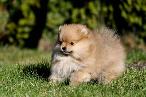 Cute Mały Pomeranian Spitz Szczeniak Portret Lecie Słoneczny Ogród Świeżym — Zdjęcie stockowe