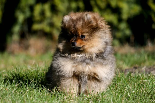 Schattig Klein Pomeranian Spitz Puppy Portret Zomer Zonnige Tuin — Stockfoto