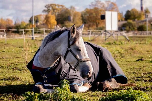 Cavalo Cinzento Com Tapete Dormindo Campo Verão — Fotografia de Stock