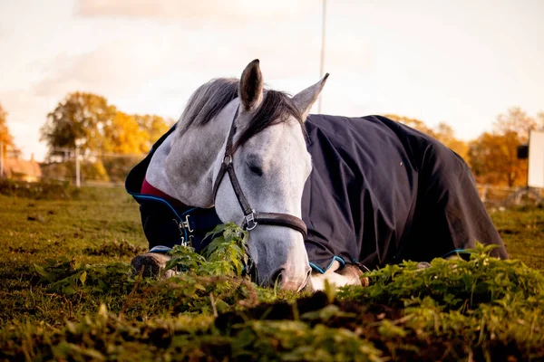 Szary Koń Dywanem Śpiący Polu Latem — Zdjęcie stockowe