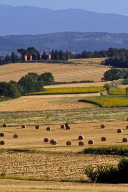Toscana, Arezzo, Val d 'Arno: tipik yaz manzarası