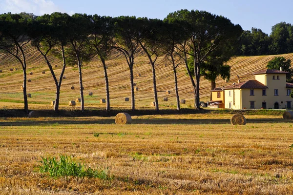 Toscana, Arezzo, Val d 'Arno: tipik yaz manzarası