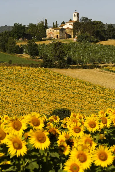 stock image Toscana, Arezzo, Val d'Arno:  typical summery landscape