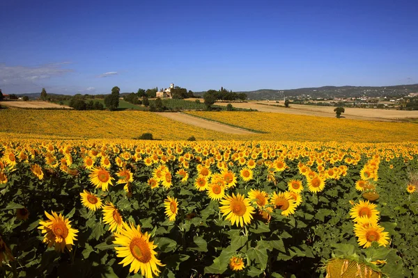Toscana, Arezzo, Val d 'Arno: tipik yaz manzarası