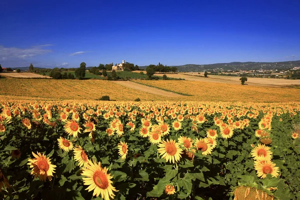 Toscana, Arezzo, Val d 'Arno: tipik yaz manzarası