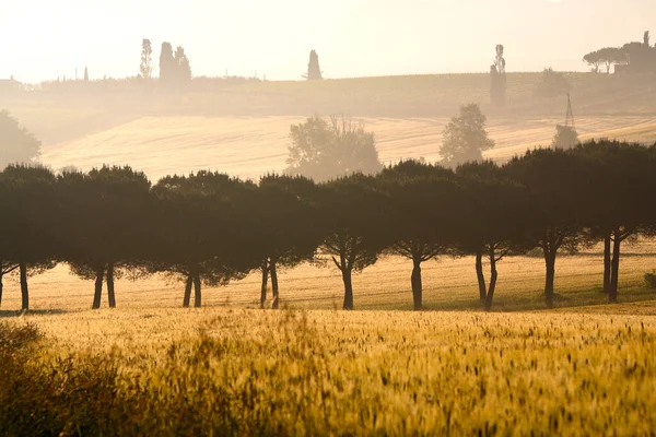 Val di Chiana 'nın baharda gün doğumunda manzarası