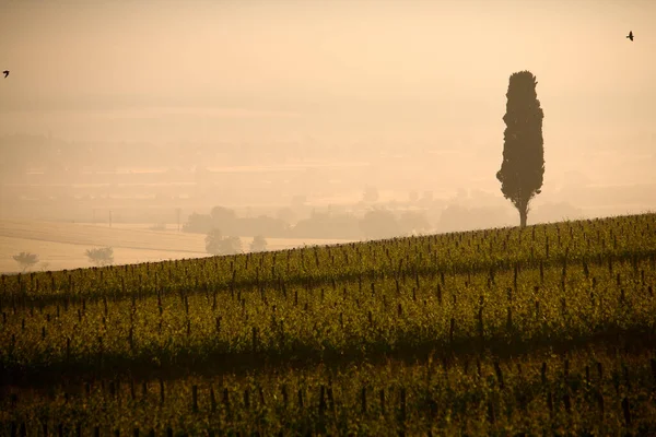 Val di Chiana 'nın baharda gün doğumunda manzarası