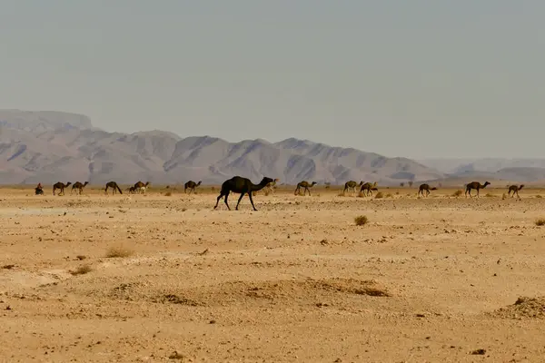 Fas, Tata Vadisi kaya oluşumları. Souss Massa Eyaleti