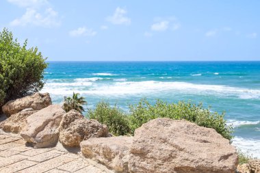 Deniz kenarındaki yeşil çalıların ve taşların manzarası