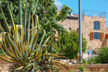 Parktaki güzel bitki manzarası