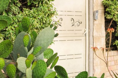 Yeşil kaktüs manzarası, yakın çekim.