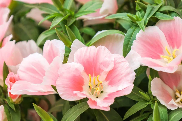 Όμορφα Ροζ Λουλούδια Την Καλοκαιρινή Μέρα Κοντινό Πλάνο — Φωτογραφία Αρχείου