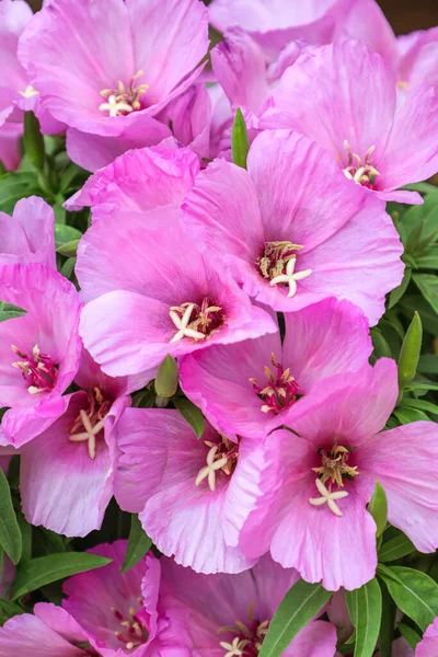 Όμορφα Πασχαλινά Λουλούδια Την Καλοκαιρινή Μέρα Κοντινό Πλάνο — Φωτογραφία Αρχείου