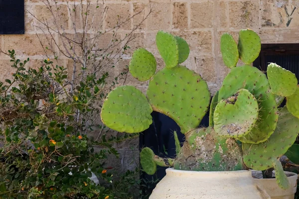 Beautiful Cactus Pot Building Closeup — Stock Photo, Image