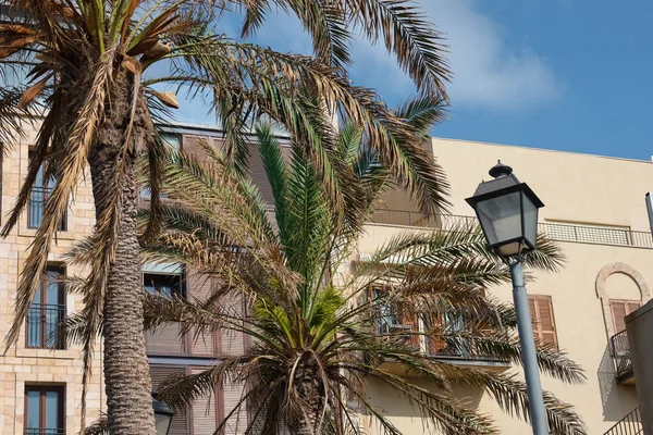Beautiful Palm Trees Street Lamp Building Outdoors — Stock Photo, Image