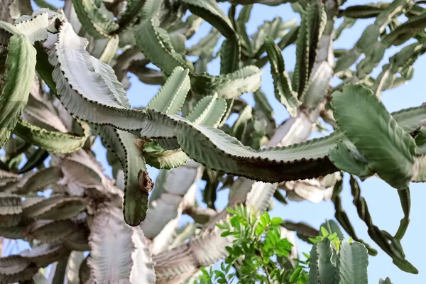 Big Green Cactus Blue Sky Closeup — Stock Photo, Image