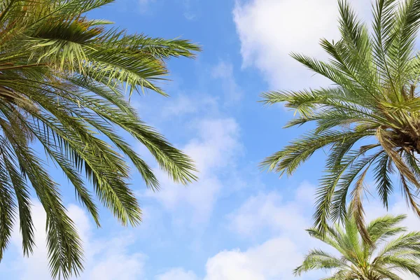 Dolní Pohled Zelené Palmy Slunečného Dne — Stock fotografie