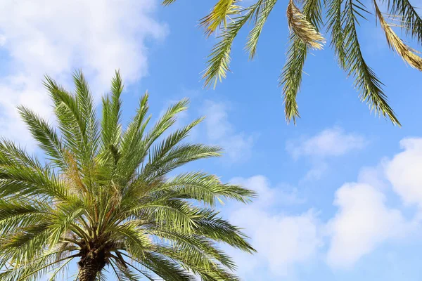 Вид Знизу Зелені Пальми Сонячний День — стокове фото