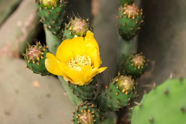 Fleur Fleurie Cactus Extérieur Gros Plan — Photo