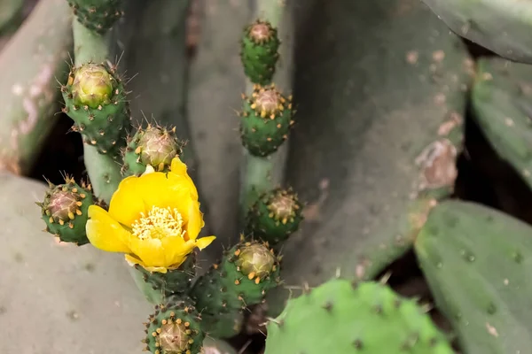 Blooming Flower Cactus Outdoors Closeup — Stock Photo, Image