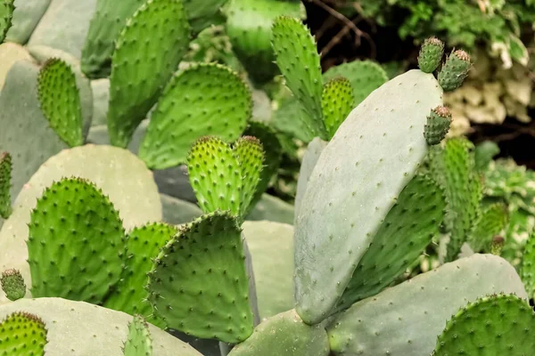 View Green Cacti Outdoors Closeup — Stock Photo, Image