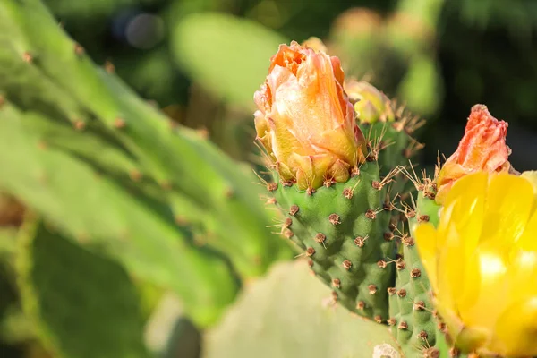 Blooming Flowers Cactus Outdoors Closeup — Stock Photo, Image