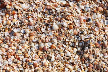 Arkaplan olarak deniz kabuklarının yakın görünümü