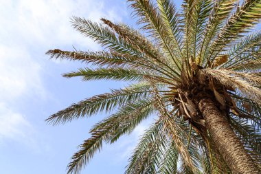 gökyüzü arka plan üzerinde yeşil palmiye