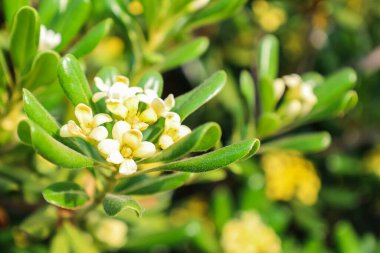 Bahçedeki güzel beyaz çiçeklerin yakın görüntüsü