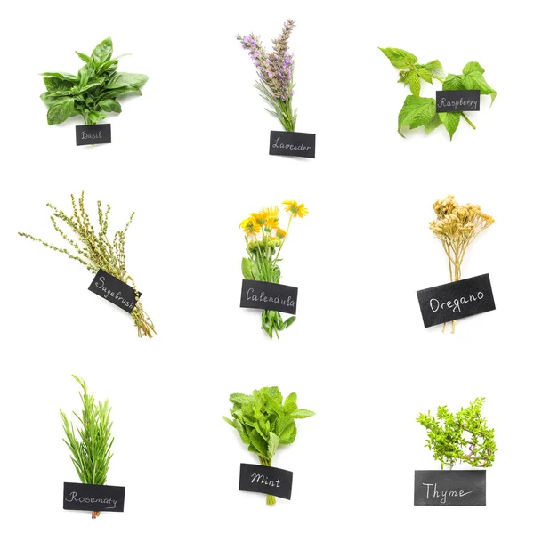 Set Healthy Herbs White Background — Stock Photo, Image