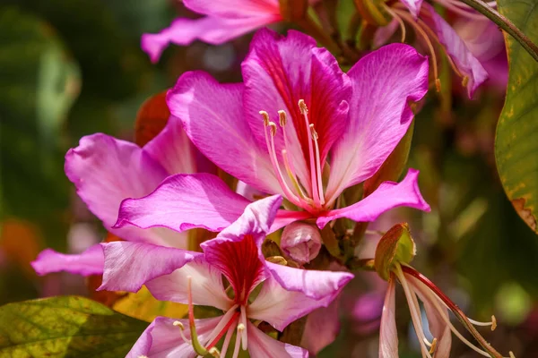 Vista Close Bela Flor Dia Ensolarado — Fotografia de Stock