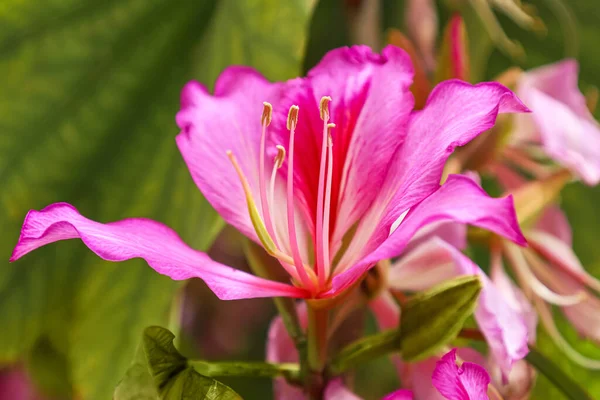 Vista Close Bela Flor Dia Ensolarado — Fotografia de Stock