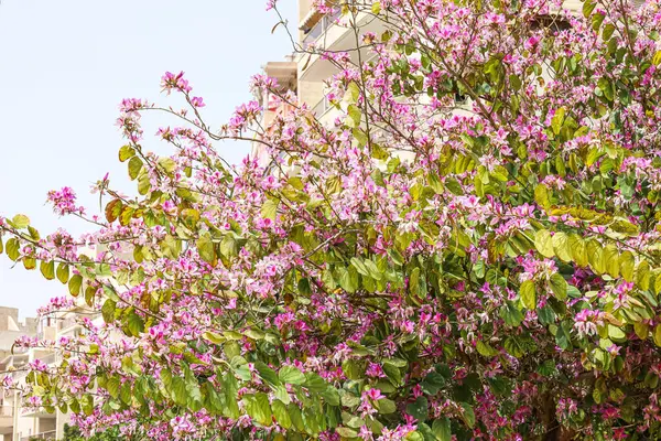 Árvore Com Belas Flores Dia Ensolarado Livre — Fotografia de Stock