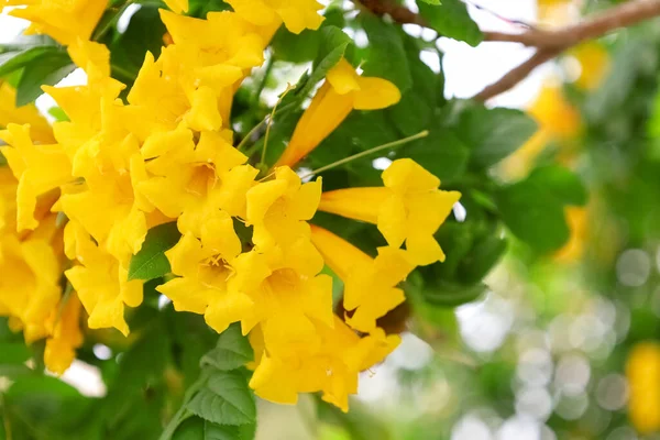 Beautiful Yellow Flowers Sunny Day Closeup — Stock Photo, Image