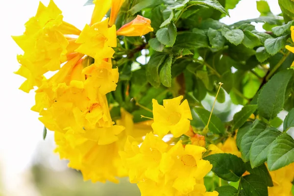 Lindas Flores Amarelas Dia Ensolarado Close — Fotografia de Stock